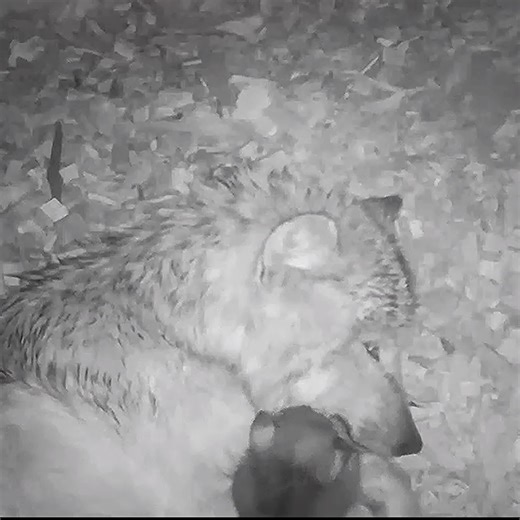 474K views · 89K reactions | Be gentle. Be loving. Be like a wolf  | Wolf Conservation Center | Facebook