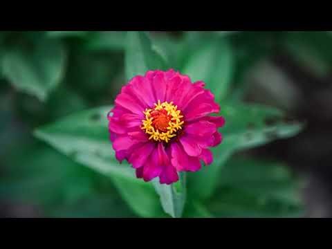 5 Perfect Flowers for a 1 Foot Pot