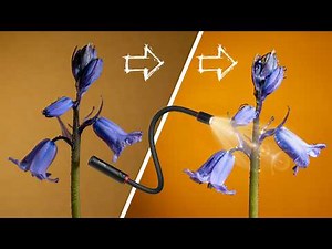 Using LED Lights for Macro Photography (Flowers & Insects)