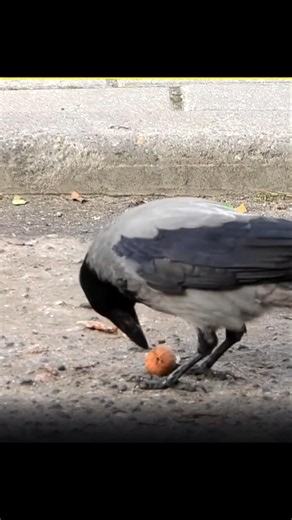 Crow's Problem Solving Amazing Techniques 🤔😱 #abhidox #crowintelligence #sciencefacts #animalfacts