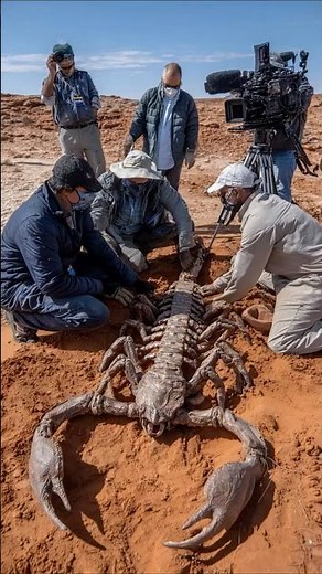 Paleontologists Find Massive Prehistoric Scorpion in Australian Outback
