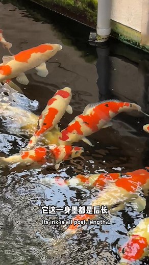 A world-top koi dealer, squeezed into a tiny space. That's Osaka Senshu Nishikigoi. Here, a man in his 70s bred the most expensive koi ever sold—"S Legend" for 13 million RMB. His secret? He lives for the thrill of the find. That's how he's spotted treasure and uncovered legendary fish his whole life. #KoiDoh #HuntingFor 在如此狭小的地方成为世界级流通渔场？大阪泉州锦鲤！一个70多岁的老爷子在这个地方，成就了史上拍卖成交价最贵的一条鱼——S传说（1300万人民币）。在这位老爷子的眼中，"点石成金"永远是最有成就感的一件事，于是在他的锦鲤人生里，捡漏出了各种各样的传奇锦鲤。#鲤道 #寻找锦鲤 #日本 #koi #Japan #SenshuNishikigoi #泉州锦鲤 