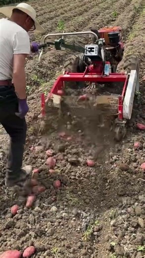 Digging potatoes in the red soil