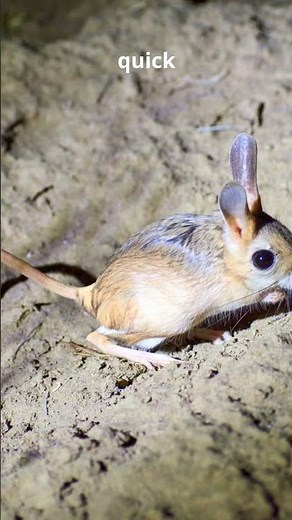 Malagasy Giant Jumping Rat: Madagascar’s Weirdest Hopper #natureshorts #wildlife