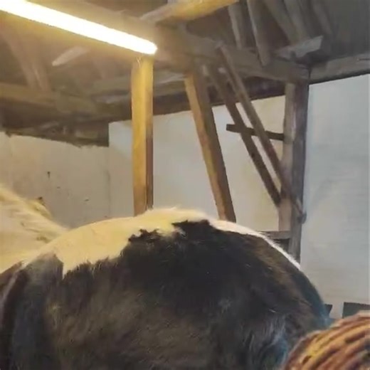 Jeg har længe ønsket mig en blower, altså en føntørrer til hunde 😁 Købte en for ca 1 måned siden, men har først fået afprøvet den i dag 😊 Som man nok kan høre på min stemme så er jeg meget begejstret 🤩 Sådan en skulle jeg have investeret i for mange år siden! Altså det ser jo ud som om Monster aldrig bliver striglet, med alt det støv der bliver blæst ud af pelsen 🫣 Han nød det til fulde og klarede det uden problemer med højeste styrke og med lidt varmt luft 🥰 Dyyyygtig dreng! Melvin var lid