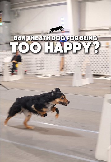 Happy Dog Videos: Joyful Moments with Dogs