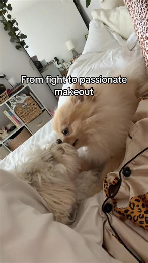 Understanding Passionate Dog Behaviors