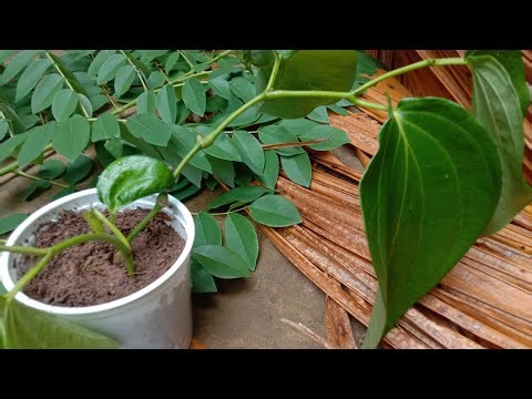 🌿 Betel new fertilizer for home made 🌿 බුලත් වලට අලුත්ම පොහොරක් ..