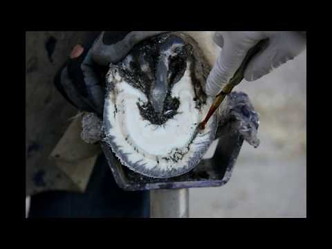 Donkey Hoof Abscess Video