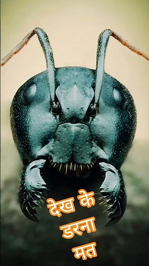 Ant face in microscope video #microscope #closeup #shorts #facts #education mymicrolab
