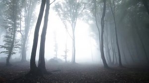 Magic light in misty forest with nature sounds