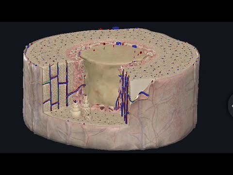 Cross section of bone | Osteons, Haversian canal, Volkmnas canal , compact and spongy bone.
