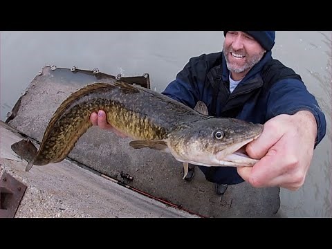 How to Fish for Burbot from Shore