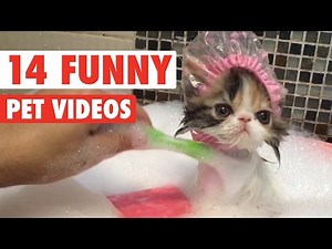 14 Funny Pet Videos 2016