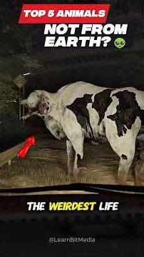 These Creatures Look Like They're From Another Dimension #shorts #aliens #animals