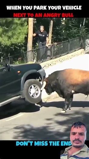 Angry bull and car #funny #memes #cow #animals #hardstyle