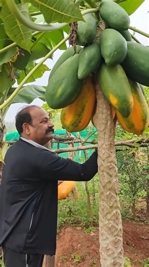 ১০ টি ফলের নাম। 10 Fresh fruits you love everyday #shorts #trending #fruit #viral #funny #video