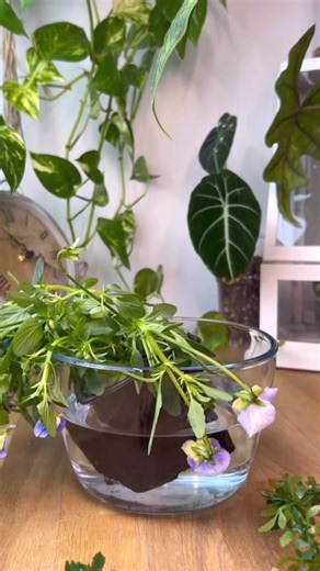 happy plants compilation #plantok #plantoftiktok #planttok #bottomwateringplants #timelapsevideo | Alyplantsnstuff