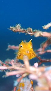 54 reactions | Diving into the world of fish identification – where fun meets functionality!  Check out the scoop with the link below on why honing those fish ID skills is totally worth the effort.  www.tdisdi.com/sdi-diver-news/five-reasons-why-fish-identification-is-an-important-skill/ : @jacobguy.media #sdidivers #wearescubadiving #fish #ocean #skills | SDI - Scuba Diving International | Facebook