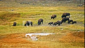Buffalo Herd Grazing In Yellowstone Field