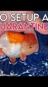 How to setup a Quarantine Tank for Goldfish?