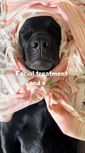 2M views · 56K reactions | SOUND ON  SPAWDAY! Today mom had only opened up for facial treatments. A spawday is the best way to end the week 懶Let me know if you have any suggestions what I should book next Sunday  ⬇️ #dogs #labrador #massage #cute #spa #spawday | Elvisbatzthelab | Facebook
