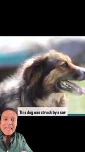 Can You Pray For PETS🐶🙏🏼#dogs #pray #miracle #believe #faith #christian #shorts | Faith, Hope & Love Outreach Center / Ronnie Gonzalez Ministries