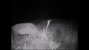 A couple of stag clips from the same SpyCam, just on different nights. Same rather handsome chap would you say? | Highland Titles