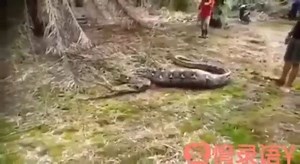 479K views | AMAN TANRIM!!!! Piton bebeği yuttu ... Çok üzücü ..  | PINOY knock knock jokes!! | Facebook