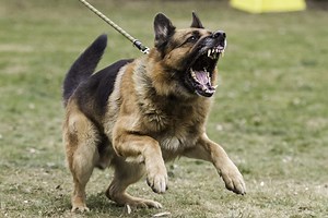 Top 10 Best Dog Breeds for Survival Prepping