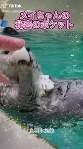 Playtime with Mei-chan Sea Otter at Toba aquarium, Japan 🥰 | Wow Japanese