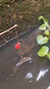 87K views · 320 reactions | Amazing Fishing #reels #fish #fishing | Epic Fish Catcher FB | Facebook