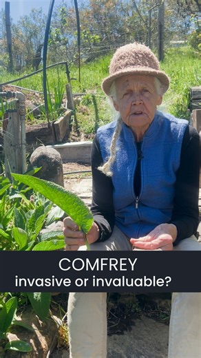 RetroSuburbia on Instagram: "Is Comfrey the right thing for your garden? It sure does like to grow! If you're up for managing it though, it has a heap of uses and benefits. Su has heaps of useful homesteading wisdom to share- check out Do with Su, her online permaculture course- just click the link in our bio to check it out. #SuDennett #Melliodora #comfreyplant #homegrownfoods #permaculture #sustainableliving #homesteading #growyourownfood #herbalmedicine #selfsufficiency #naturalremedies #Resi