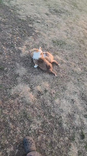 Zeke and Peach corgi puppies playing bitey face #dog #pets #corgi | Corgis of Prairie Green