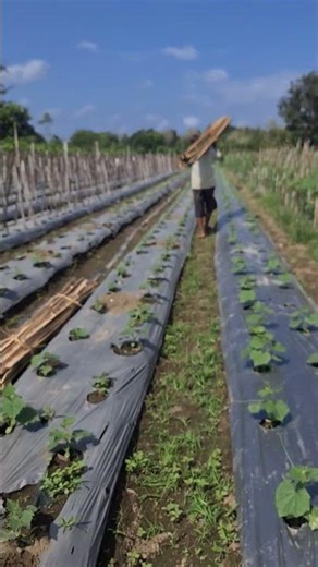 Simple Tricks for Moving Bamboo to Support Plants in the Garden #shorts