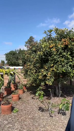 396K views · 5.2K reactions | One of the most underrated fruits out, there is the humble loquat. Not only can you use the fruit fresh, in jams, je#foryou #foryoupage #fypシ #fyp #reels #reelsviral #reelsfb #garden #nature #flowers #gardening #plants # | My Backyard Gardening | Facebook