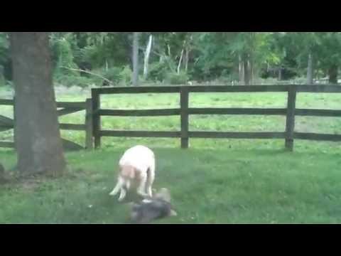 VIDEO - Dog vs. Skunk! A Stinky Situation || Funny