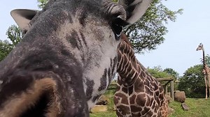 1K views · 639 reactions | Adventure awaits at Cleveland Metroparks Zoo! Visit FutureForWildlife.org to plan your visit and Find Your Wild Side. | Cleveland Metroparks Zoo | Facebook