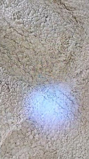 Detecting pet urine using UV light