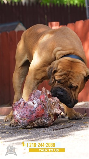 2.7M views · 13K reactions |  Raw beef isn't just a treat, it's a...