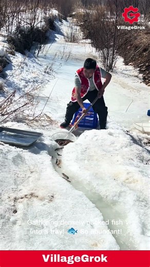 Winter Fish Harvest: Man Nets Fish from Icy Channel