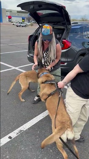 #PAWsitiveRecovery #dogs Ren and Charlie are back with their loving owner #SPCAI #Reunited #Recovery