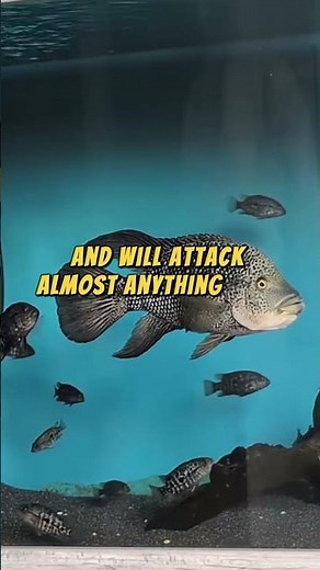 The Black Nasty Cichlid The Most Aggressive Freshwater Fish You’ve Never Heard Of #fishtank