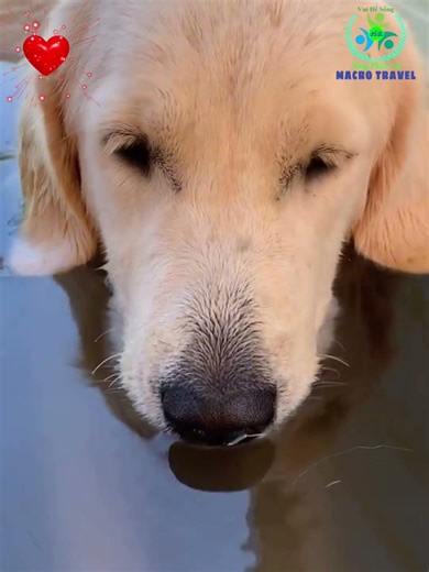 🐶Chú Chó Thông Minh Và Đáng Yêu Tập 499| Smart Dog Episode 499|