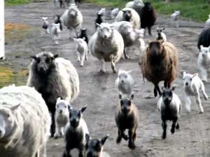 Shetland Sheep running into barn