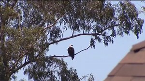 Bald eagles spotted settling in Piedmont neighborhood
