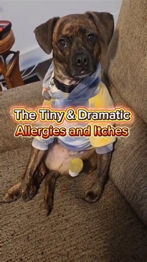 152K views · 7.3K reactions | The Tiny & Dramatic: Allergies and Itches Season 2 Episode 9 #AdorablePets #dogreels #dramaticdog #series | Frankie, Gus & Lucy | Facebook