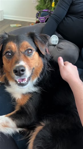 Understanding the Mini Australian Shepherd's Behavior