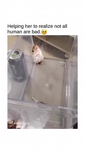 Realize #reelsfypシ #2023challenge #huntinglovers #slowmotion #hunting #stories #virals #Hunter #huntingseason #viralvideo | Hunting Lovers