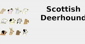 Scottish Deerhound (Dog breed traits) 🐶 2022